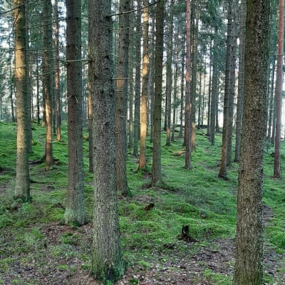 Raka tallstammar i en skog med grön mossa på marken.