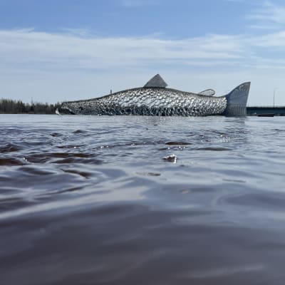 Tulvivassa tornionjoessa iso metallinen lohi-patsas näyttää lähteneen uimaan.