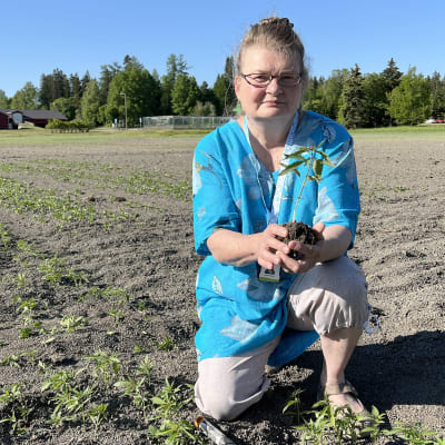 Hamppupellolle kyykistynyt Marjo Keskitalo esittelee pellolla kasvavia öljyhampun pieniä taimia aurinkoisena kesäkuun päivänä.