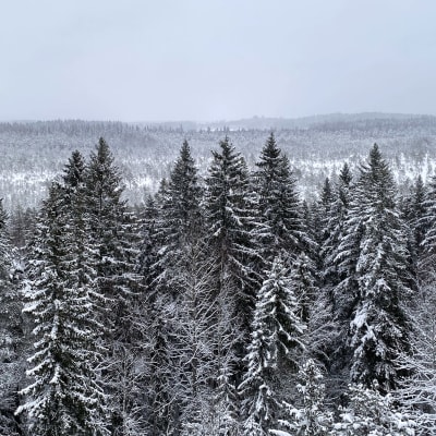 Luminen Torronsuon metsämaisema luontotornista nähtynä