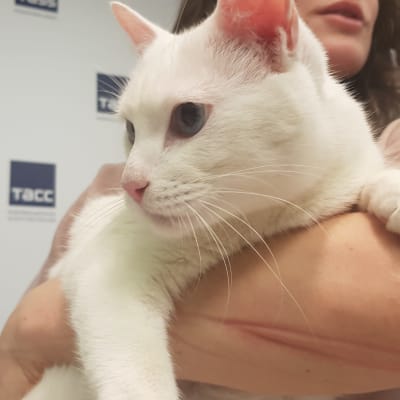 En vit katt i en kvinnas famn.