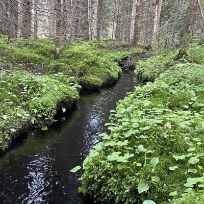 Puro virtaa kuusikkoisessa korpimetsässä.