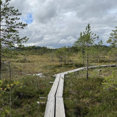 Pitkospuut Torronsuon kansallispuistossa.