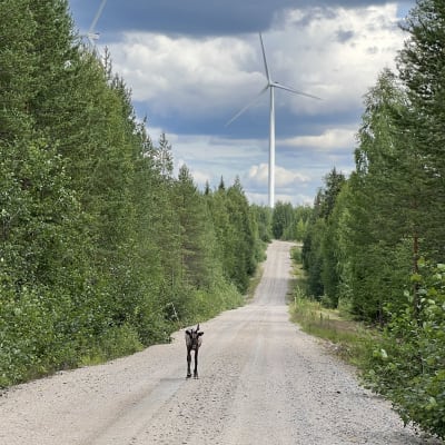 Poro Hyrynsalmella soratiellä, taustalla näkyy tuulivoimala.