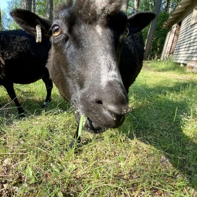 Lampailla on kissanpäivät Ärjänsaaressa.
