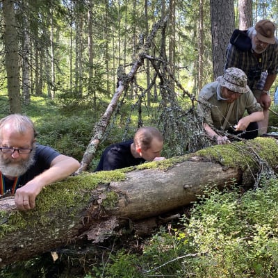 Neljä miestä ja nainen tutkivat kaatuneen ja osittain lahonneen puun eliölajistoa elokuisessa metsässä.
