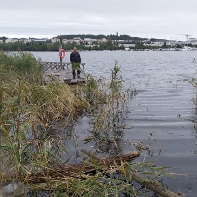 Jyväsjärven rannasta irrotettu laituri kaislikon laidassa.