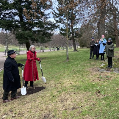 Pormestari Juhana Vartianen ja Ison-Britannian suurlähettiläs Theresa Bubbear istuttavat metsälehmusta Kaivopuistossa kuningatar Elisabet II:n kunnikasi. 
