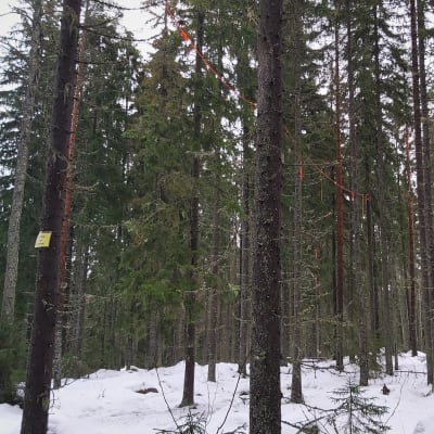 Röda band hänger mellan barrträd i en skog.