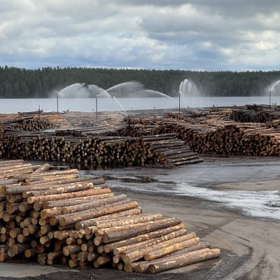 Piles of logs outside a sawmill.