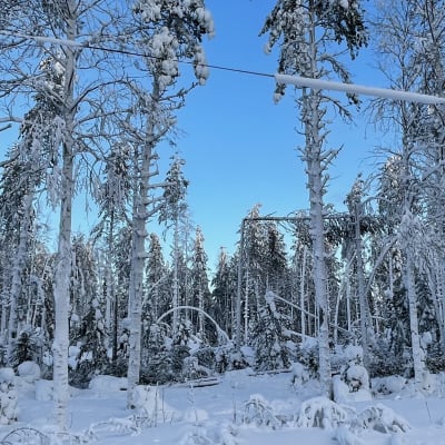 Luminen mäntymetsä taustalla sininen taivas, metsä katkeillut ja kaatunut lumen painosta. 