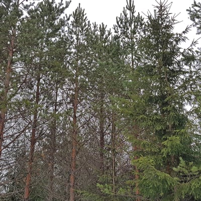 Havumetsää