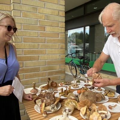 Kokkolanseudun sieniseuran pöydällä on erilaisia sieniä. Kenneth Bergroth opettaa sienten tunnistamista.