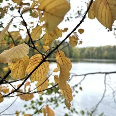 Etualalla on syksyn kellastamia lehtiä, taustalla näkyy järvi ja sen takana vastarannalla metsää.