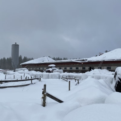 Kuvassa näkyy lumen keskellä oleva maatila, jonka katto on romahtanut.