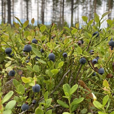 Runsaasti mustikoita metsässä, lähikuva.