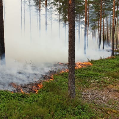 En bild från en markbrand. På bilden syns gräs och låg vegetation brinna och träd brinner. 