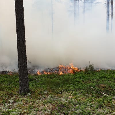 En bild från en markbrand. På bilden syns gräs och låg vegetation brinna och träd brinner. 