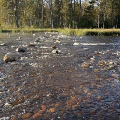 Osmankajärven pohjapato Puolangalla.