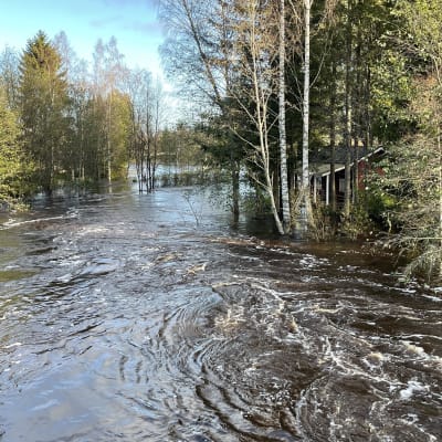 Tulviva joki. Veden keskellä olevien puiden katveessa pieni saunamökki.