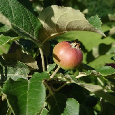 Yksittäinen pieni omena omenapuun oksalla.