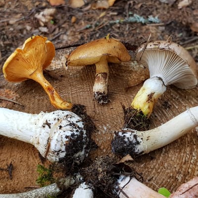 Erilaisia sieniä kannolla