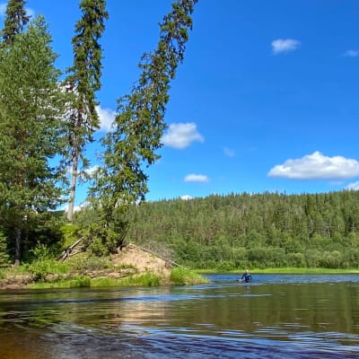 Jokiuintia Oulankajoella