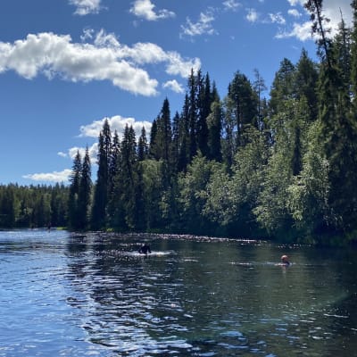 Oulankajoen testiuinti käynnissä.