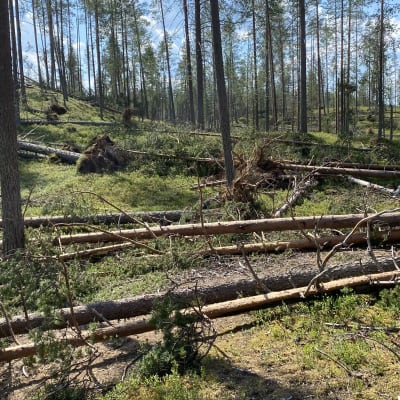Paula-myrskyn jälkiä Taivalkosken Kylmäluomalla.