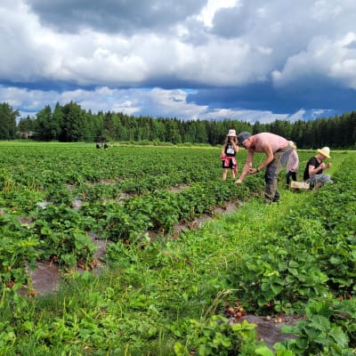 Ihmisiä poimimassa mansikoita Valtarin tilalla Vähässäkyrössä