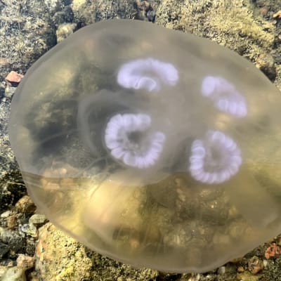 Moni on bongannut meduusoja pääkaupunkiseudun rannoilta – hyytelömäinen laji ei ole tavaton vieras  loppukesästä