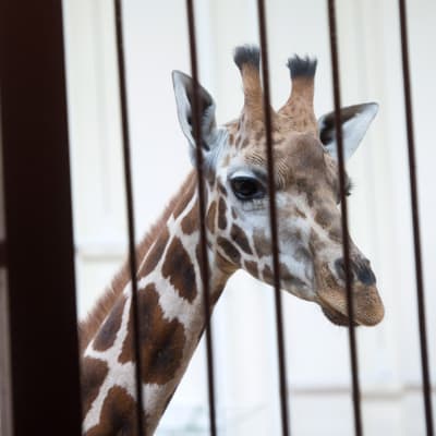 En giraff på ett zoo.