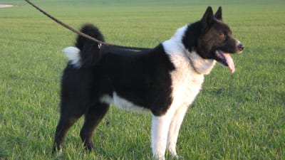 Karelsk björnhund
