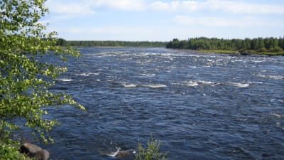 Östersjöns bästa vildlaxälv Torne älv i Vuennonkoski.