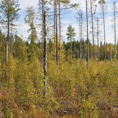 Syyskuussa 2009 Padasjoen metsäpalosta on kulunut seitsemän vuotta. Lehtipuutaimikko kasvaa runsaana.