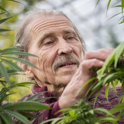 Hannu Hyvönen hypistelee kannabis-kasvia viljelmällään.