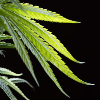 En bild av cannabisplantans långa blad.