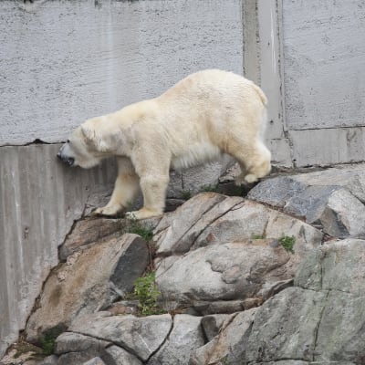 Ranuan eläinpuiston jääkarhu Sisu
