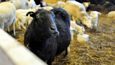 En svart tacka och flera vita får och lamm i fårhus 