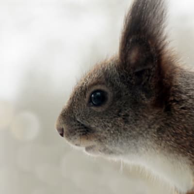 Orava