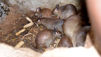 Ruoaksi kasvatettavia rottia laatikossa
