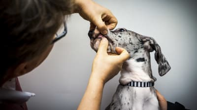 En eveterinär undersöken munnen på en hund. 