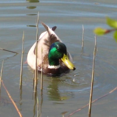 Gräsand
