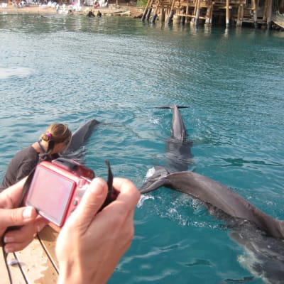 Delfiner vid Dolphin Reef