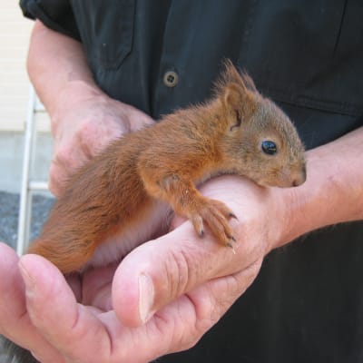 Pieni orava toipuu vapautuskuntoon Pohjanmaan villieläinhoitolan Markku Harjun hoidossa.