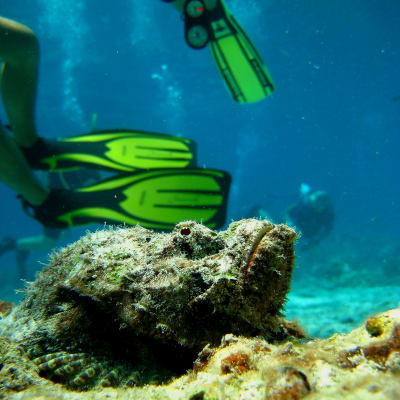 Stenfisk (Stonefish) i Thailand