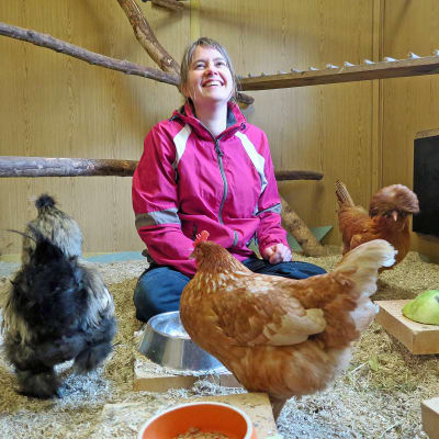 Kvinna sittandes i en hönsgård med två hönor och en tupp.