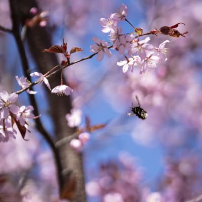 Kimalainen lentää kirsikankukissa.