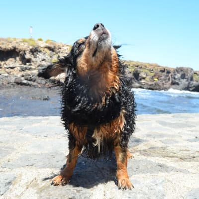 En blöt liten hund på stranden i solen.