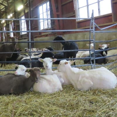 Vita, svarta och bruna får som ligger och står inne i ett fårhus med halm på golvet. Alla ser mer eller mindre mot kameran.